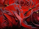 diverse rose rosse