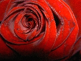 rosa rossa in primo piano