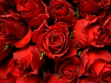 rose rosse bellissime
