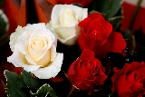 rose rosse e bianche