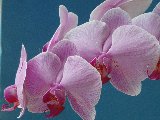 bellissime orchidee rosa