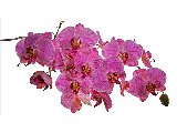 moltitudine di orchidee rosa
