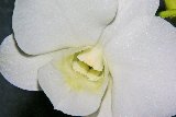 orchidea bianca candida
