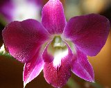 orchidea con incise iniziali di innamorati