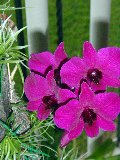 orchidee porpora in giardino