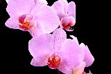 orchidee rosa bellissime su sfondo nero
