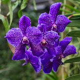 orchidee viola meravigliose in giardino