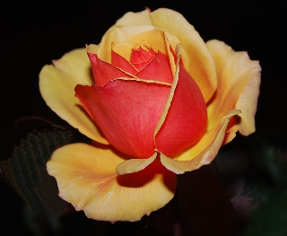 Rosa rossa in rosa gialla