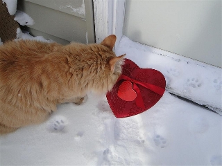 il gatto e il cuore