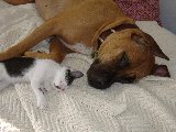 amicizia tra cane e gatto
