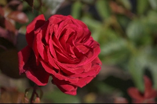 amore di una rosa