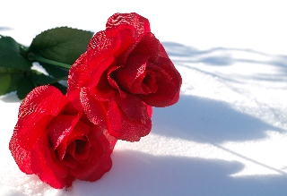 coppia di rose rosse