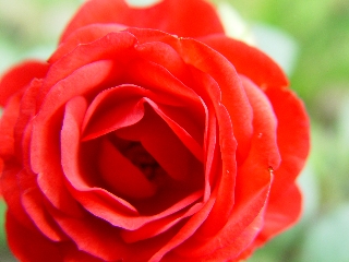 giochi di colore con rosa