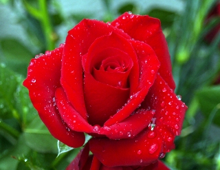 rosa bagnata