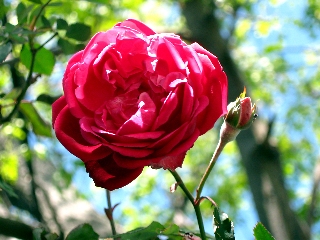 rosa immersa nel verde