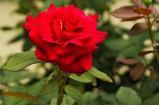 rosa rossa