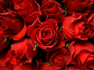 rose rosse bellissime