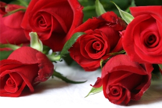 rose rosse splendide