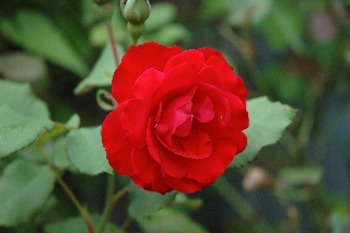 rosellina