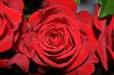 rosa bellissima