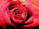 rosa macro con goccioline