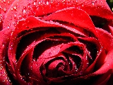 rosa rossa con rugiada macro