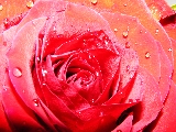 rosa rossa primo piano