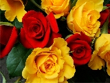 rose rosse e gialle