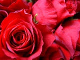 rose rosse per te