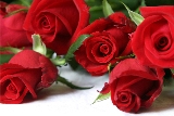 rose rosse splendide