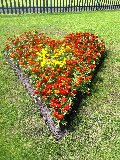 prato con cuore di fiori