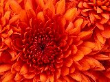 al centro di un bellissimo crisantemo arancione