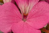 al centro di un fiore rosa con petali bellissimi