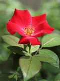 bel fiore rosso con belle foglie verdi
