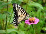 bellissima farfalla su fiorellino rosa