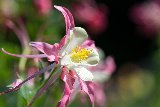 bellissimo fiore con petali rosa e bianchi