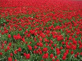 bellissimo prato con tantissimi tulipani rossi