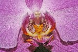 centro di una orchidea viola