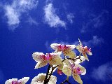 cielo azzurro solleticato da bellissime orchidee