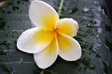 fiore bianco e giallo bagnato
