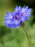 fiore con tantissimi petali viola