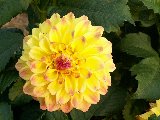 fiore giallo con tantissimi petali bellissimi