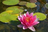 fiore rosa con pistilli gialli sullo stagno