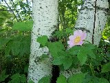 fiore rosa vicino ad alberi