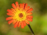 fiorellino arancione e giallo al centro