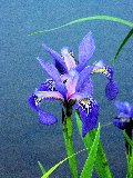 fiori blu