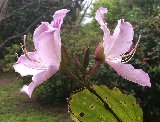 fiori rosa di bosco di profilo