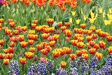 giardino fiorito con tulipani screziati
