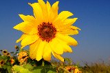 girasole bellissimo