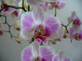 Abbondanza di orchidee